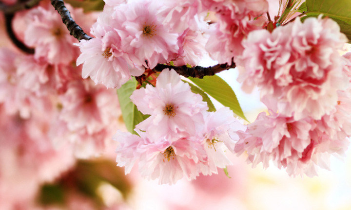 春暖花開時節(jié)，2021年博皓&ldquo;鷹之家&rdquo;學(xué)習(xí)組織班委換屆盛典