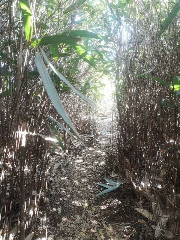 廣東博皓 博行天下丨虎年第一爬，挑戰從化老虎頭   -7