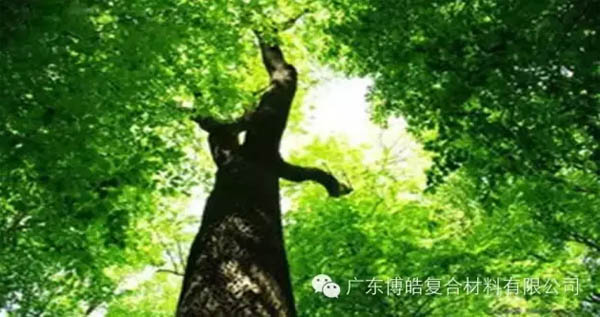 【博皓感悟】欲為大樹，莫與草爭-1